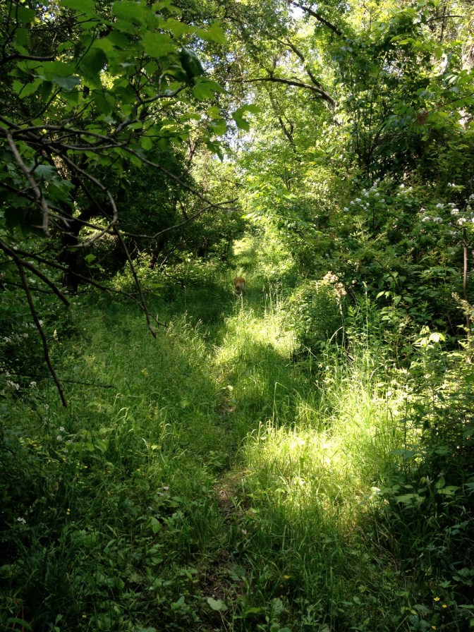 Walking path (Bundy Road, Ithaca, New York).
