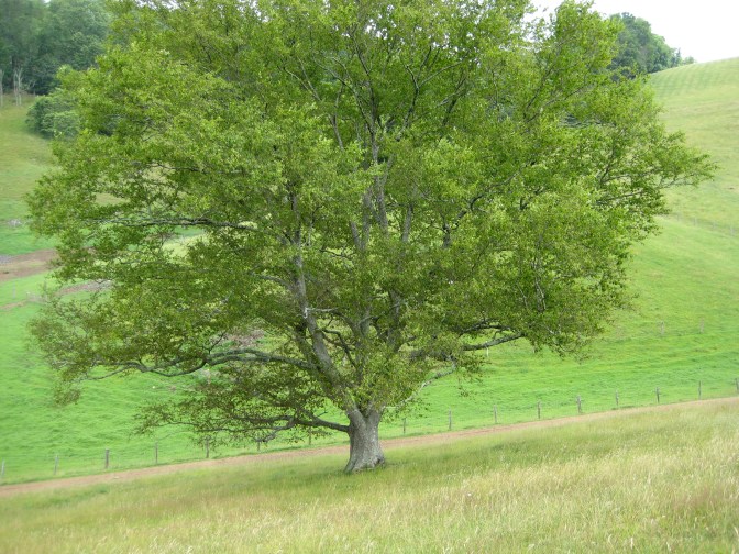 Black Gum on flank of Pine Tree Hill in Vinegar Hollow, Highland County, Virginia