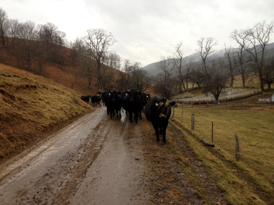 Cattle coming up to Vinegar Hollow's End