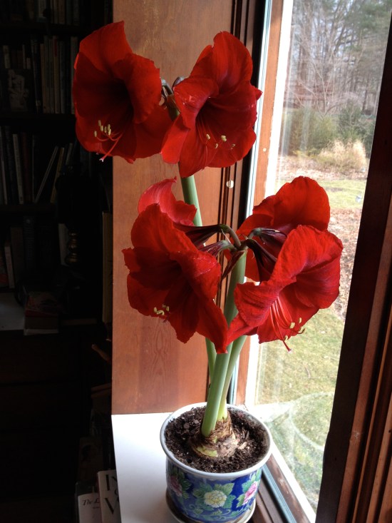 The Red Lion posing!