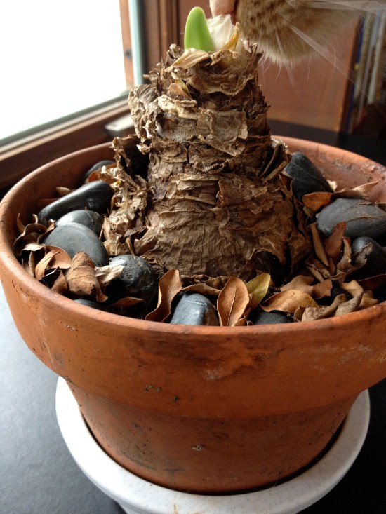 Rex Fernandez the cat detects signs of life in amaryllis bulb