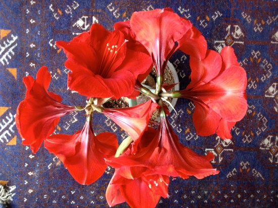 Red Lion seen from above