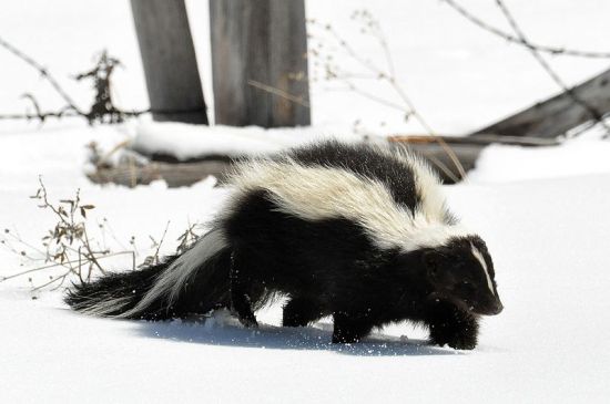 Striped Skunk (Mephitis mephitis, photo courtesy Dan and Lin Dzurisin, Wiki Commons)