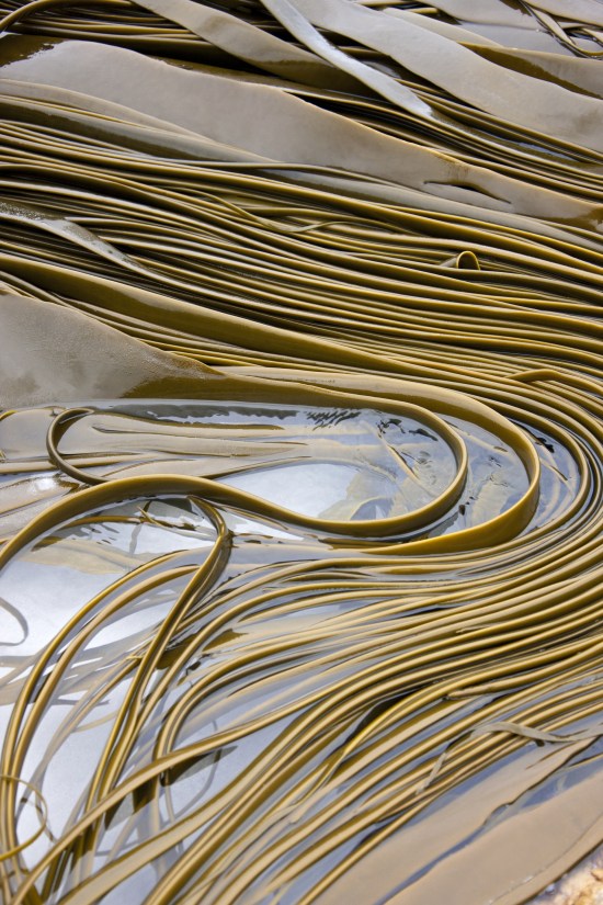 Kelp fronds