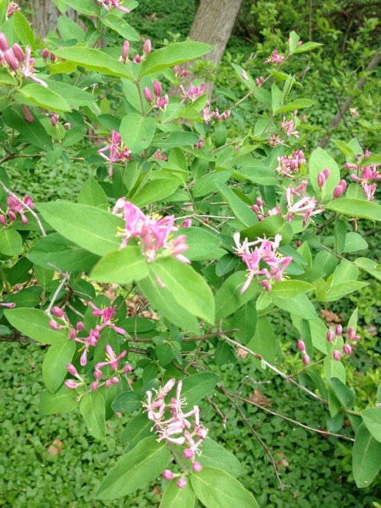 Honeysuckle