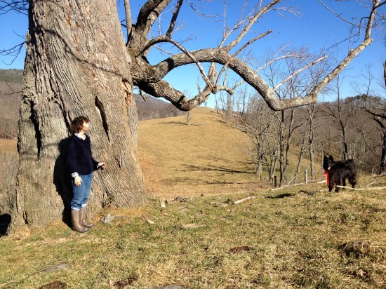 Author measures herself against the tree. Belle the dog observes.