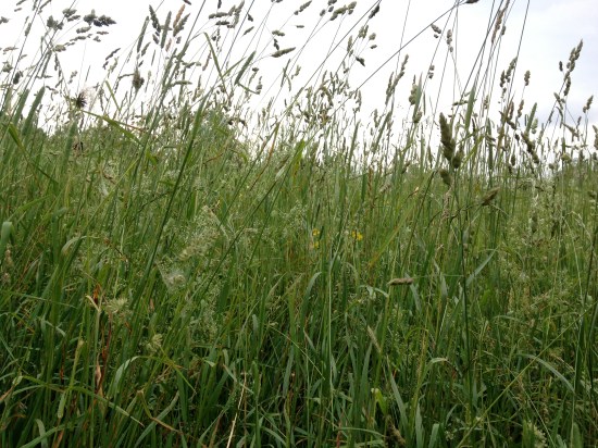 Dense hayfield in which much is going on that is invisible to the human eye.