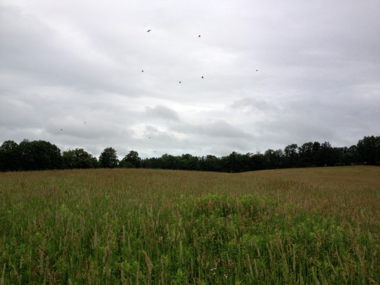 Fledglings in the sky.