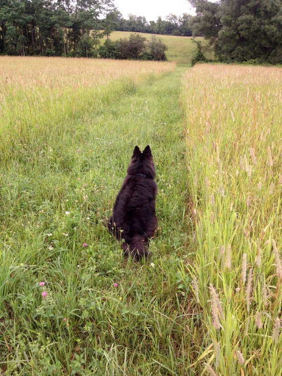 Belle the dog in Bobolink Alley.
