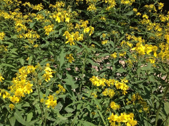 View of wingstem thicket