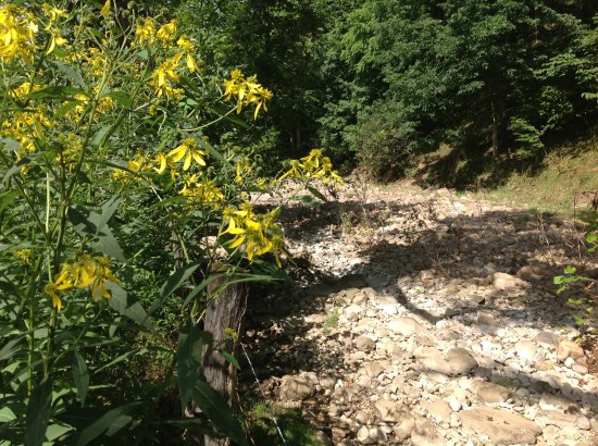 Wingstem alongside dry part of Dry Branch.