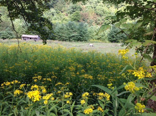Dappled gray horse is just slightly right of center. Wingstem in the foreground.