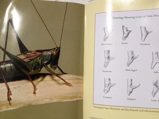 Pages from The Songs of Insects by Wil Hershberger and Lang Elliott