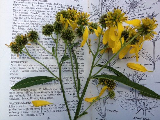 Wingstem flowers and immature fruits displayed against page from Peterson and McKenny's North American Wildflowers.
