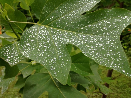 Dew drops on a tulip tree leaf.