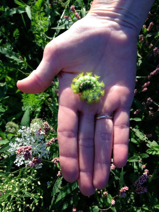 Caterpillar found on Seven Fields in Enfield, Ithaca, NY.