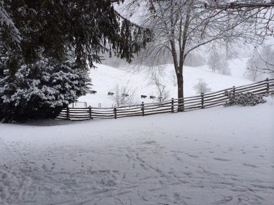 Cows headed to the barn in the early morning.