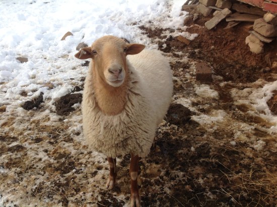 Young California Red (has some fat-tailed, red-faced Tunis in his background).
