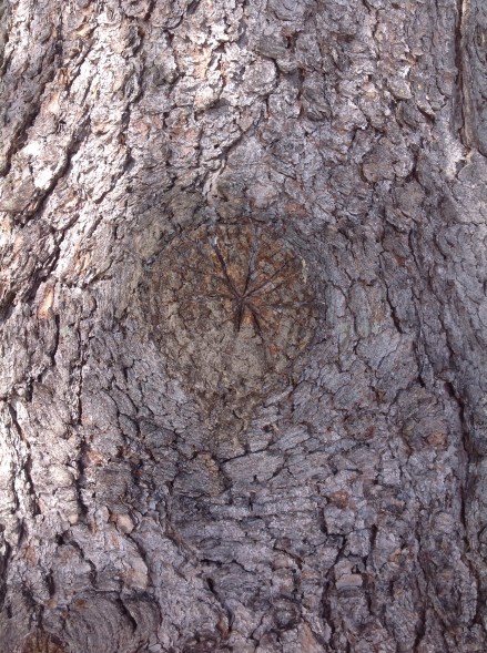 "Owl eye" of the red spruce.