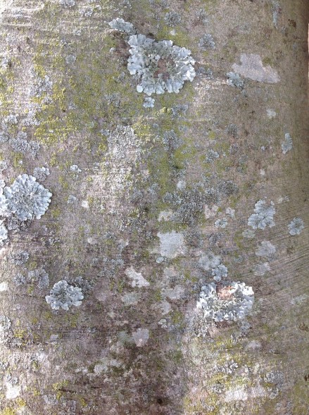 Lichened bark of the copper beech.
