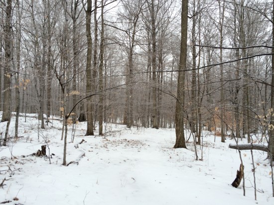A light snow covers every branch of forest trees.