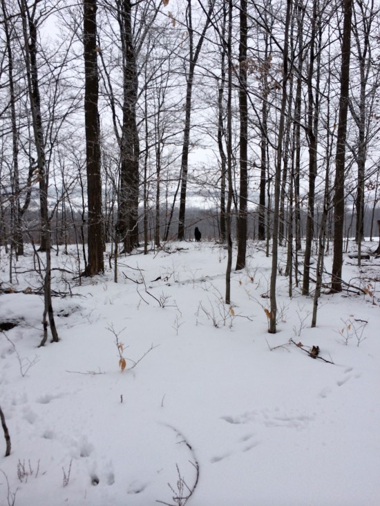 Belle surveying Enfield on February 2, 2014.