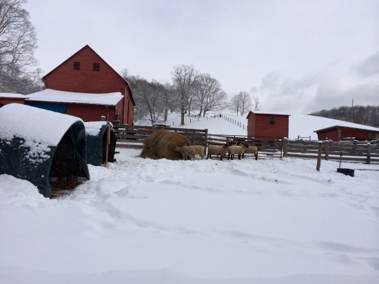 Cow-and-calf shelters to the left, yearling sheep near center