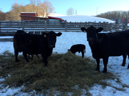 Sky to the north becomes turquoise in later afternoon.