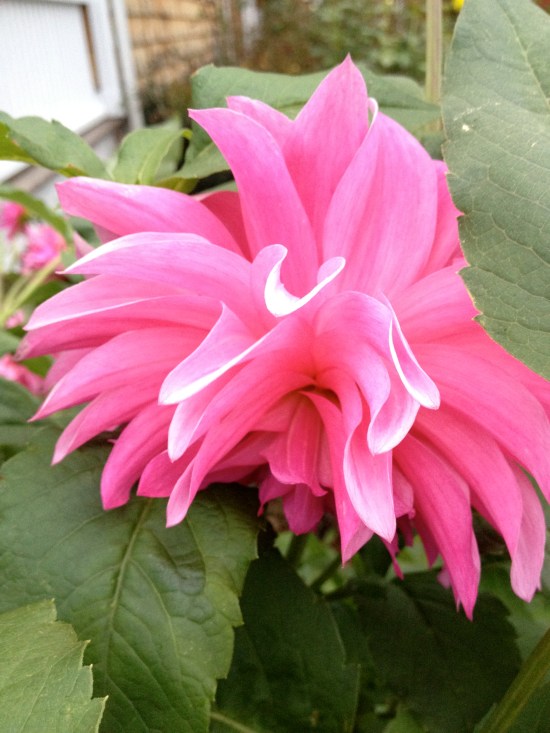 One of Pam's dahlias.