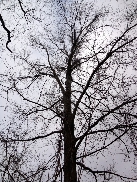 Winter silhouette of a tree with vines nearing the top.