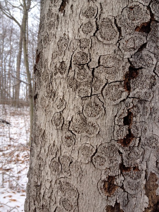 Rosette pattern of beech bark blight (fungal disease).