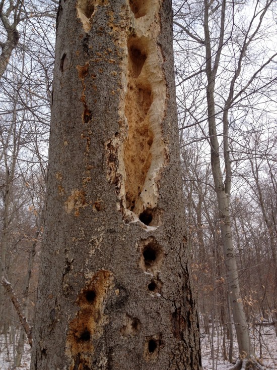 Tree standing dead, but revisited multiple times by woodpeckers.