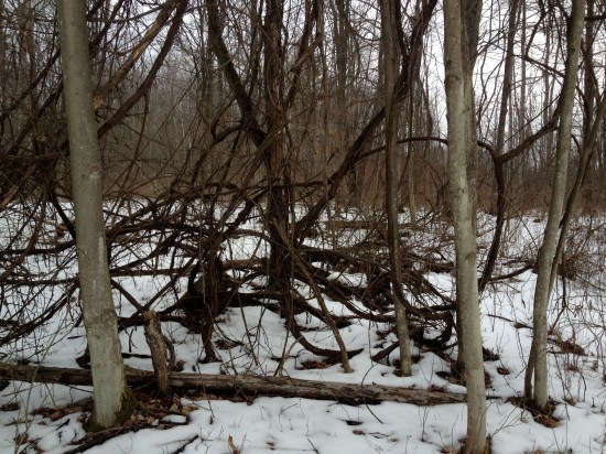 The coils of wild grape vines that overgrow and pull down forest trees.