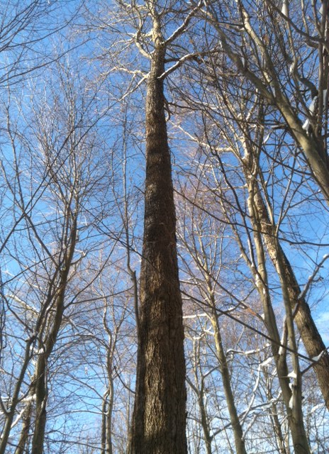 Sugar maple finding blue sky.