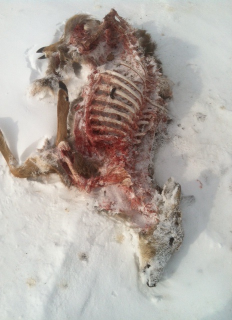 Deer carcass at Seven Fields cleaned by scavengers (scat of scavenger visible on ribs).