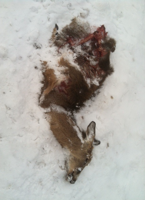 Deer carcass at Seven Fields, Enfield, Ithaca, NY.