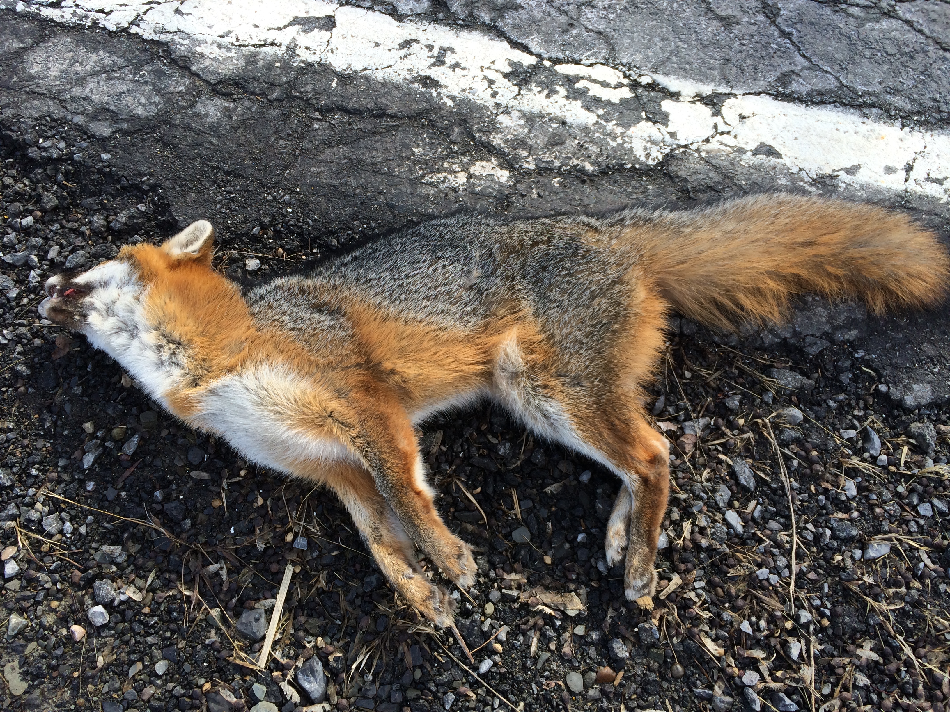 My fox as I found her.