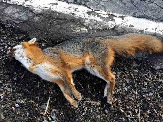 My fox as I found her.