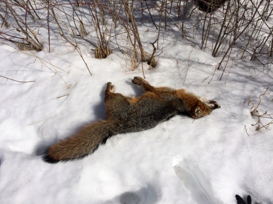 My fox behind the gate in the secret garden.