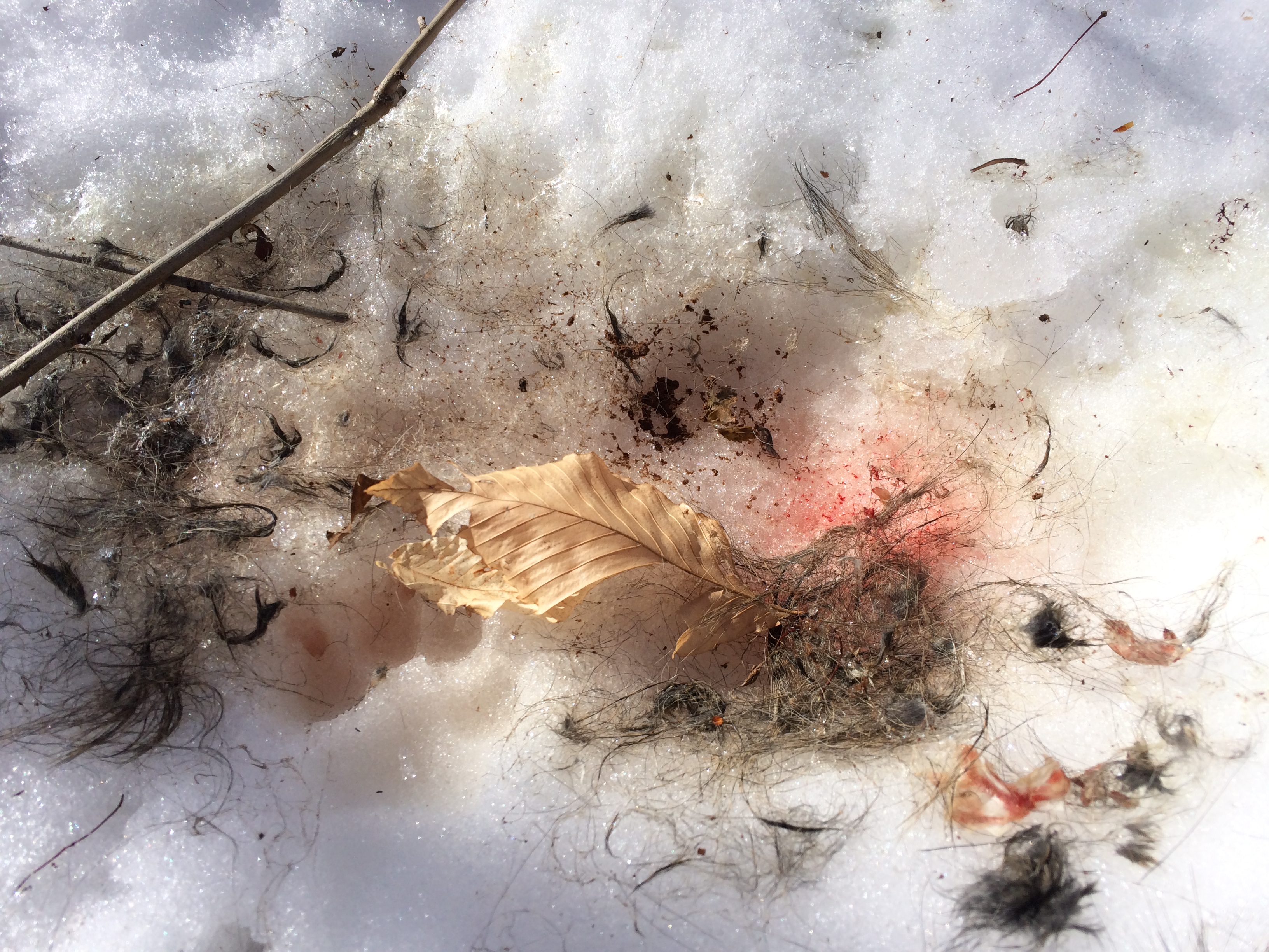 Blood, fur, and pawprint: a meal has been eaten in the forest.