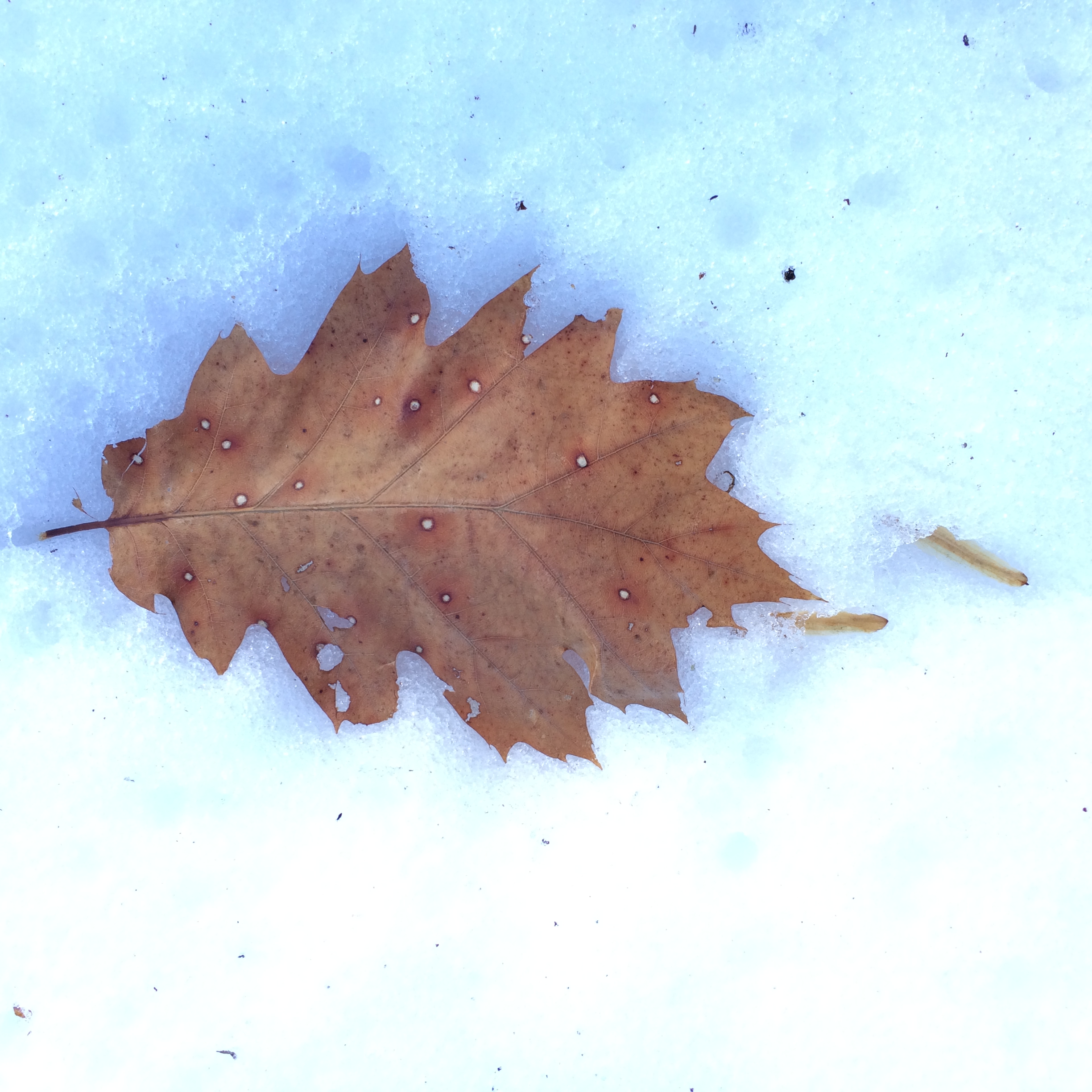 Winter leaf lies quietly.