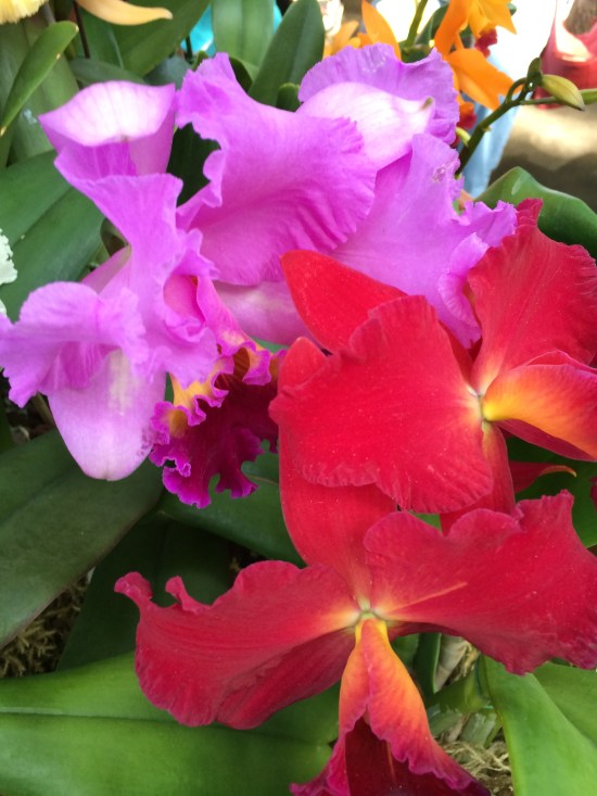 Orchids on display at New York Botanical Garden's orchid show.