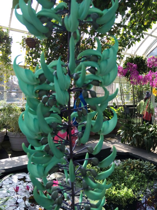 Raceme of jade vine flowers dangling over the reflecting pool at NYBG.