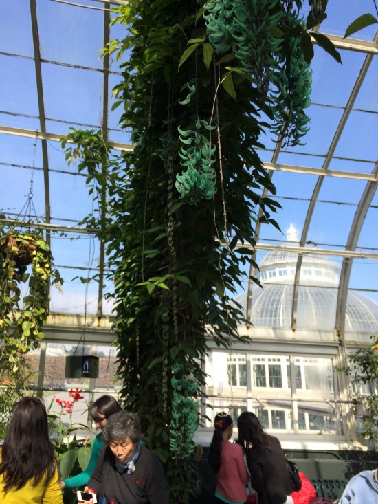 Rampant, "agressive" growth of jade vine.