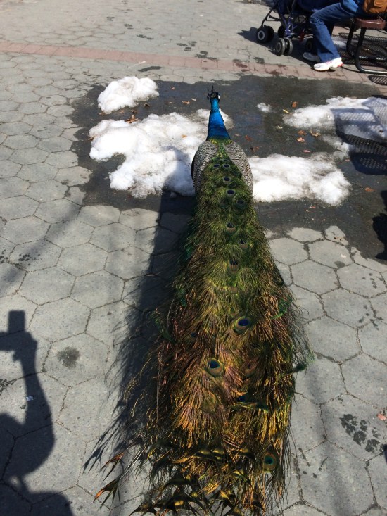 Peacocks roam the outdoor eating area at NYBG scarfing up french fries and the like.