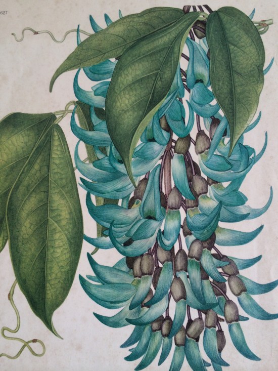 Botanical artist Margaret Stone's rendering of the jade vine.