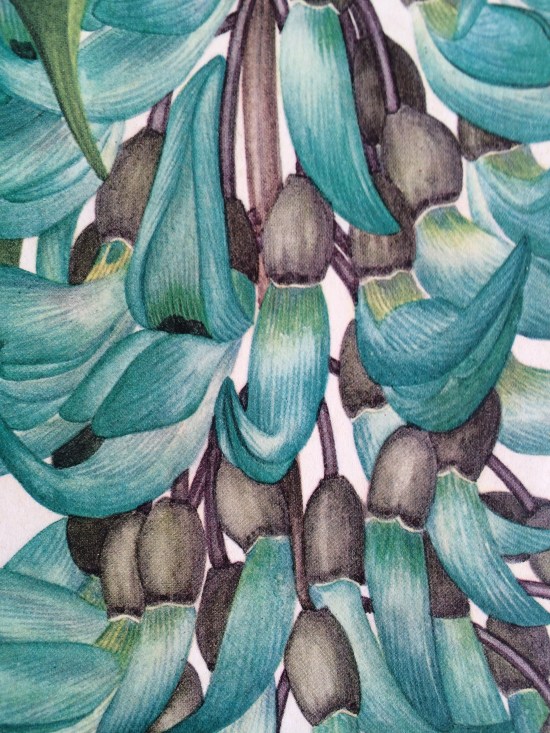 Close-up of Margaret Stones' botanical drawing of the jade vine.