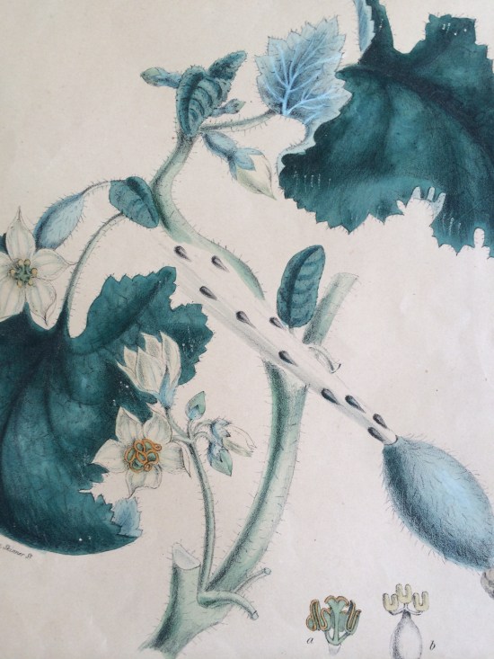 Another treasured moment from my year at Kew Gardens, a print of the squirting cucumber (Ecballium elaterium).