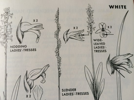 Photograph of drawings of ladies' tresses orchids (Spiranthes) from Peterson & McKenny's A Field Guide to Wildflowers.