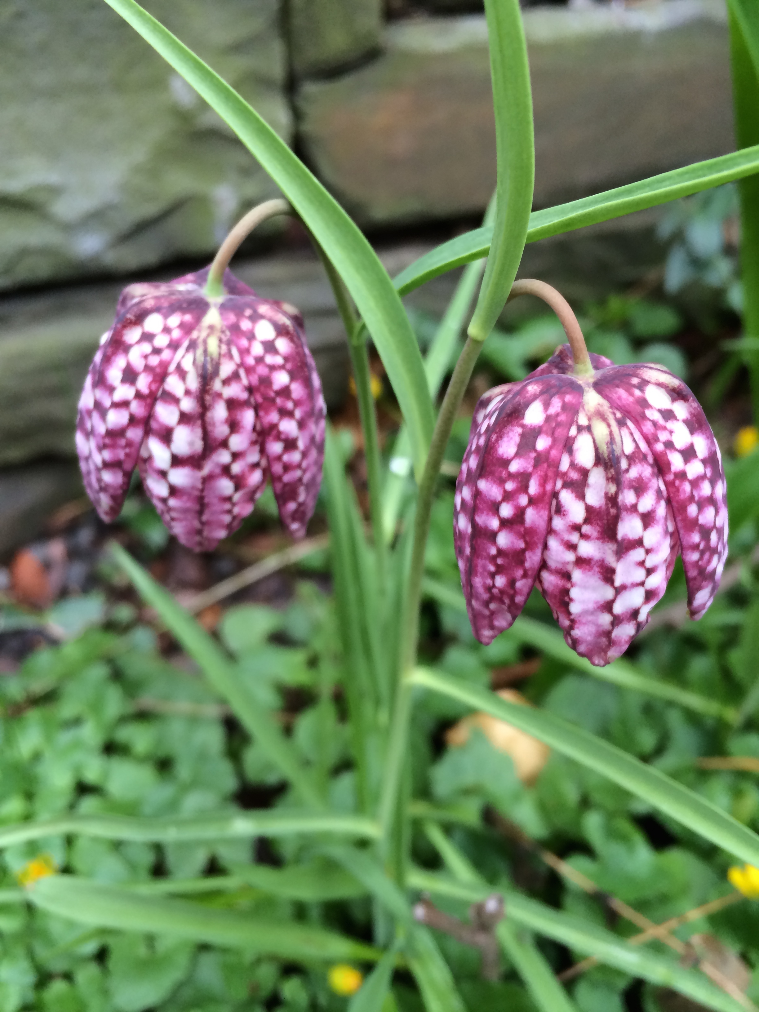 Snakeskin fritlllary in my own front yard.